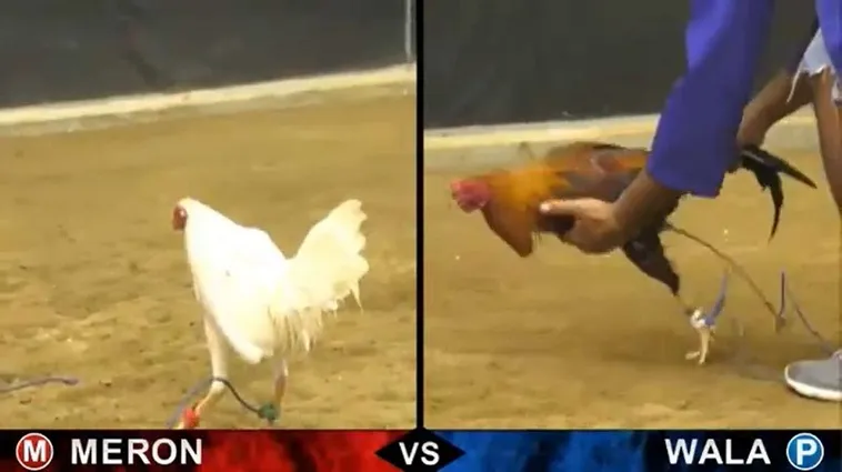 Đá Gà BETVND Hấp Dẫn Đỉnh Cao Tận Hưởng Trận Đấu Kịch Tính